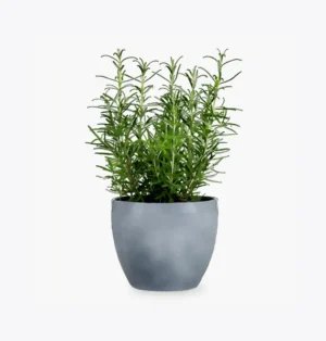 product-image-5_optimized Faucibus Interdum