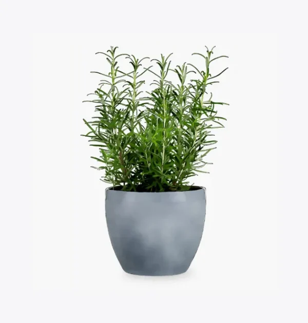 product-image-5_optimized Minim Veniam